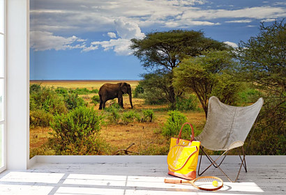 fototapeta divocina wildlife afrika slony slon elephants savana freedom sloboda